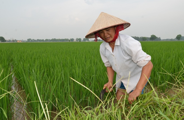 Khâm phục những huyện nhiều năm lãng quên thuốc bảo vệ thực vật