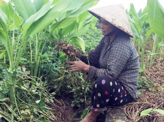 Hưng Yên: Mùa lạc trọn niềm vui