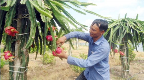 Ngọt, thơm thanh long ruột đỏ trên đồng đất Hưng Yên