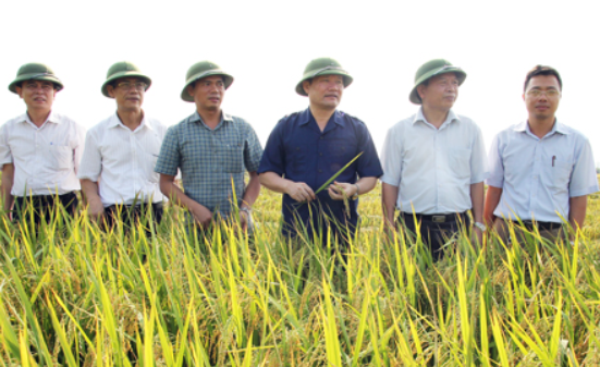 Chủ tịch UBND tỉnh Nguyễn Văn Phóng kiểm tra sản xuất nông nghiệp ở 4 huyện