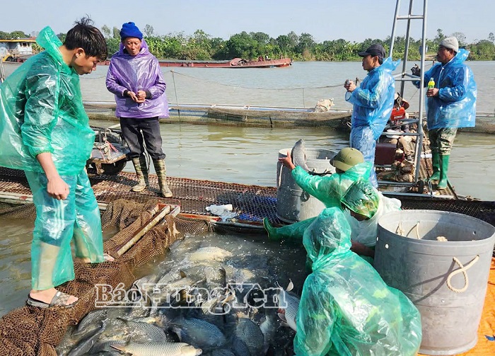 Xã Tân Hưng đa dạng mô hình sản xuất nông nghiệp