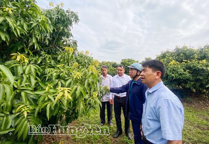 Xã Tống Trân chuyển đổi trồng cây có giá trị kinh tế cao