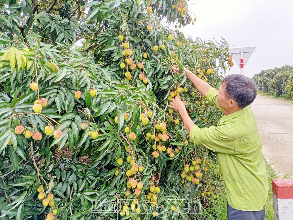 Vải lai chín sớm Phù Cừ được mùa, được giá