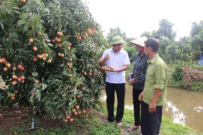 Sản xuất gắn với tiêu thụ nông sản chủ lực